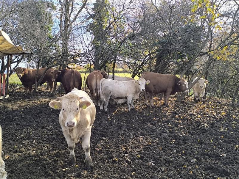 Ekološka govedina Goričko, Pomurje