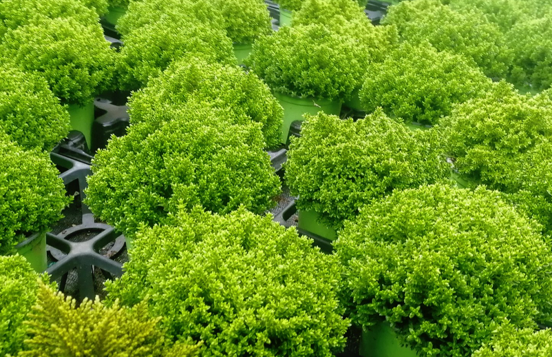 Dobra vrtnarija Podravska