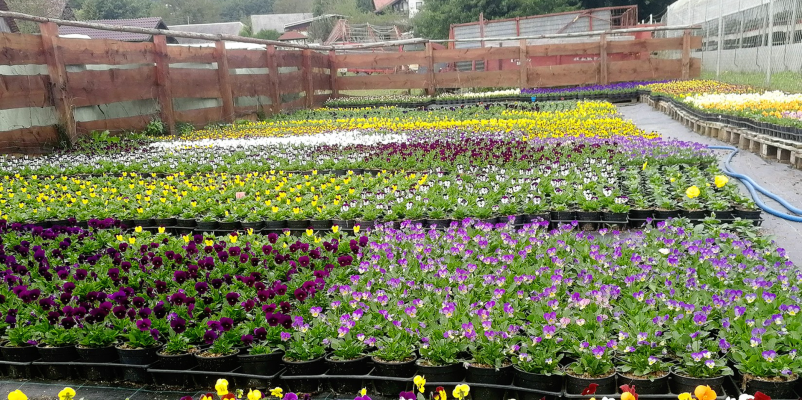 Profesionalno urejanje okolice in vrtnarske storitve