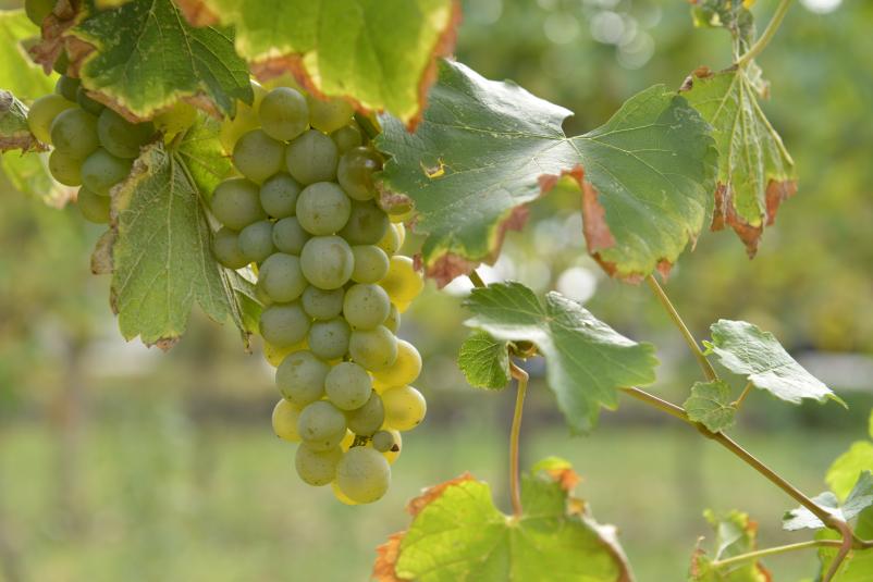 Degustacije vin Vipava