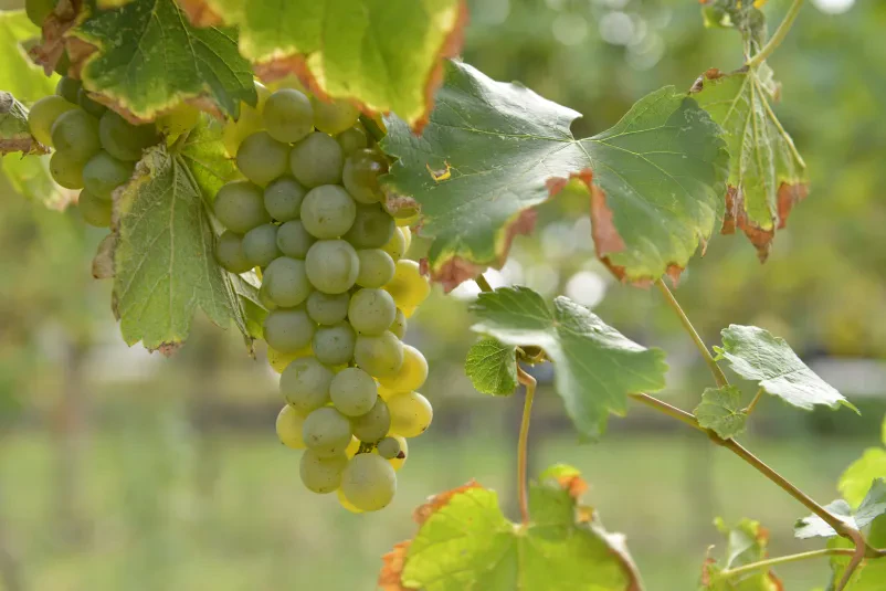Degustacije vin Vipava