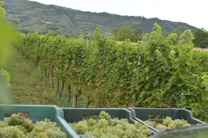 Vinska klet Kodele Vipava