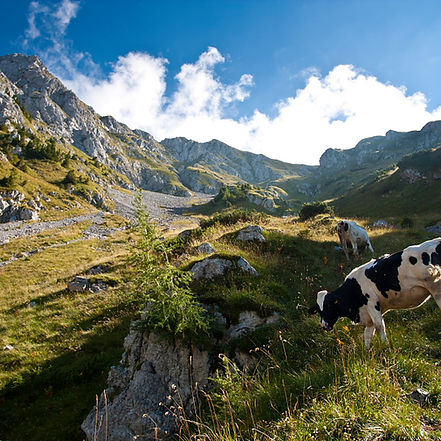 Team building in wellness aktivnosti v hribih Slovenije