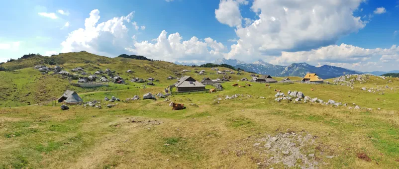 Govedoreja na planini Gorenjska