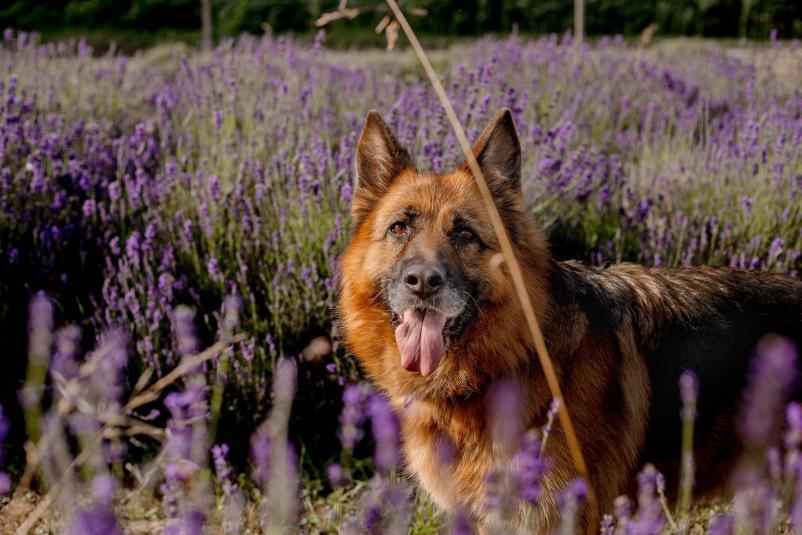 Pridelava sivke Pomurje