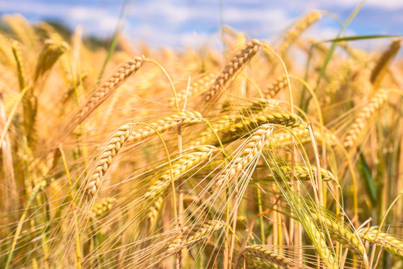 Prodaja domače moke vseh vrst Maribor, Slovenija