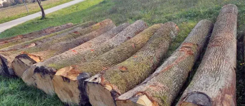 Hrast po meri za obrtniške projekte, prodaja hrasta