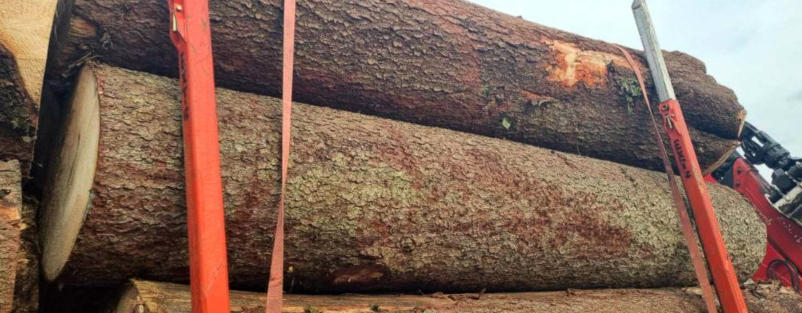 Les za pohištvo, konstrukcije in obrt, hrast Slovenja