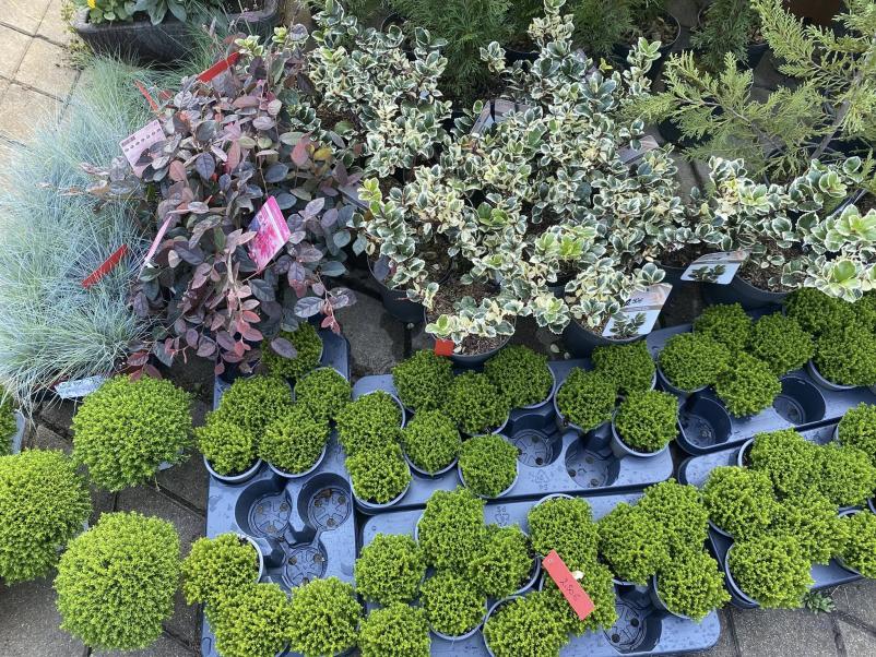 Urejanje, zasajanje, vzdrževanje okolice Dornava 