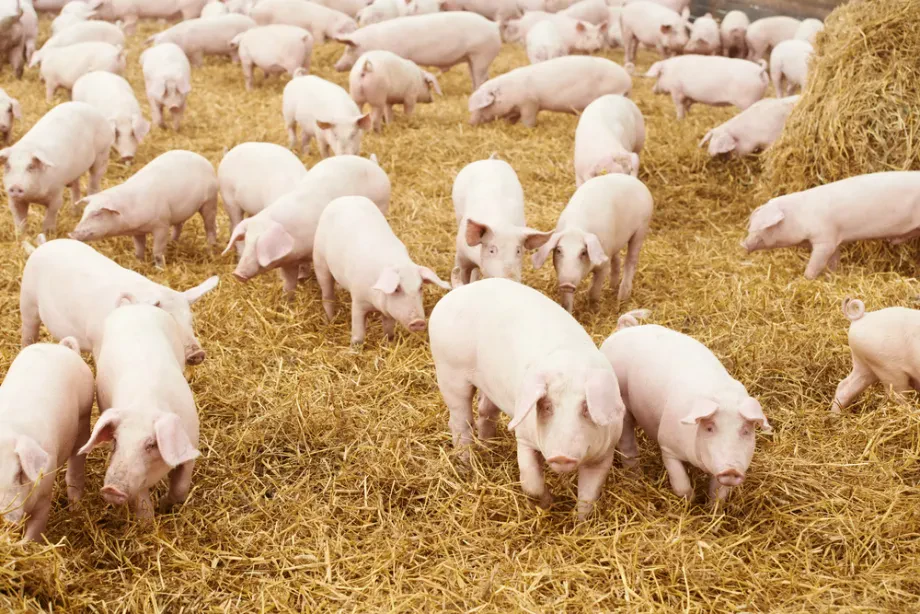 Tradicionalne vrednote in sodobne prakse, ki dvignejo raven domače živinoreje
