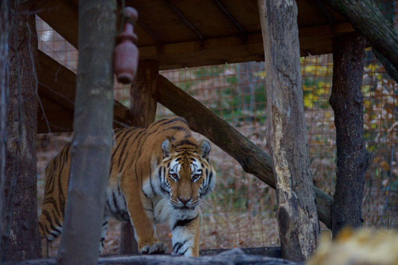 Zakaj obiskati Zoo park Rožman v Sloveniji