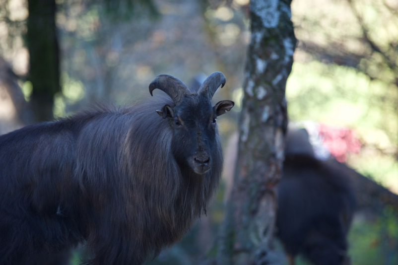 Rešene živali v varnem okolju, Zoo park Rožman Horjul
