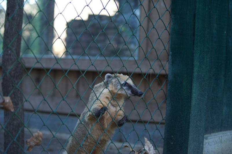 Spoznajte zavetišče za prostoživeče živali Rožman