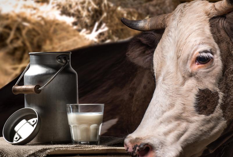 Origano in Apimast – naravna podpora v živinoreji