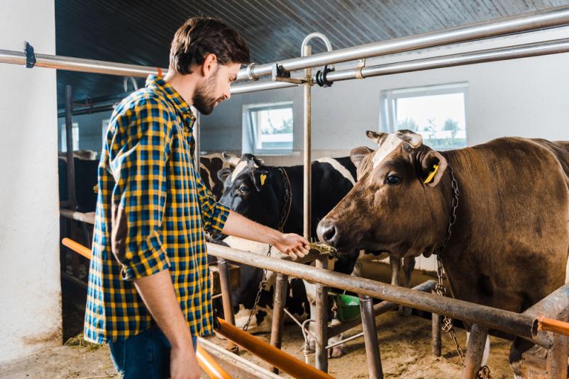 Izdelki za podporo zdravja goveda in drugih vrst živali