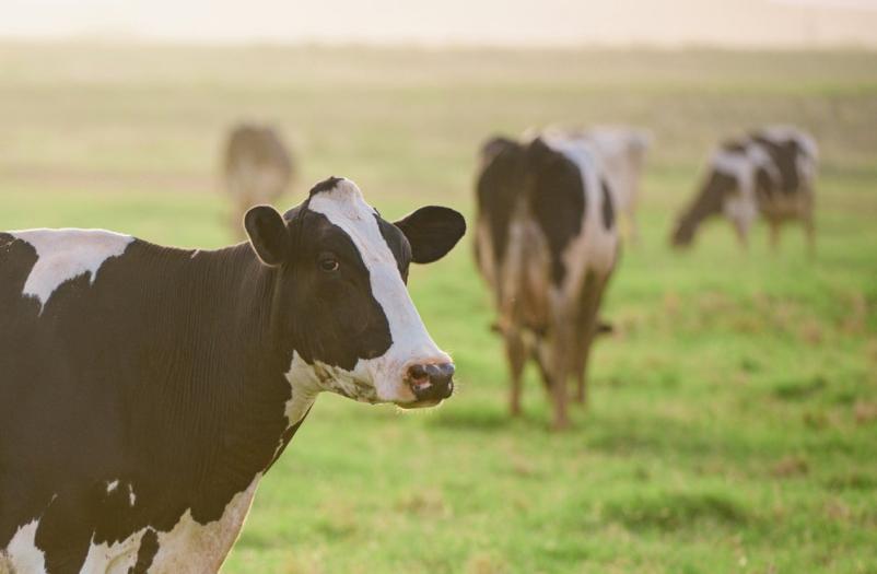 Prodaja repromateriala Prekmurje za spomladansko sezono