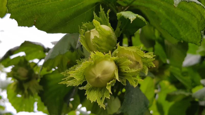 Domači slovenski lešniki