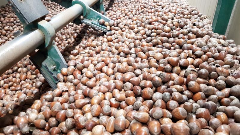 Ugodni slovenski lešniki