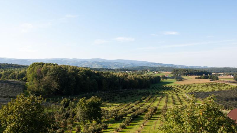 Pridelava slovenskih lešnikov Slovenija