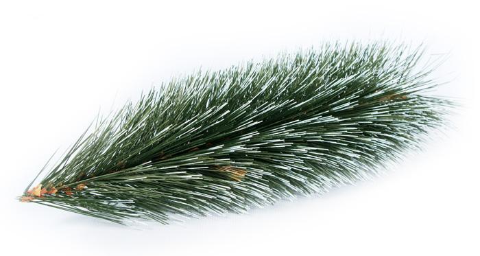 Nakup ugodne božične jelke Slovenija