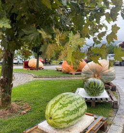 Tekmovanje največja buča