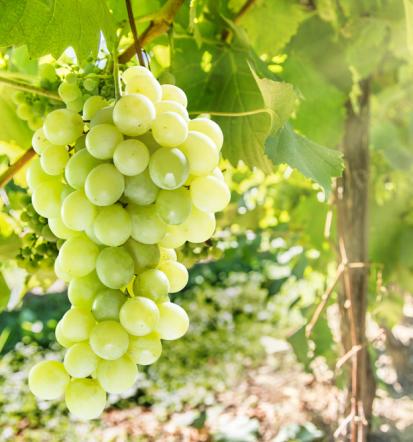 Mešano belo vino Slovenija
