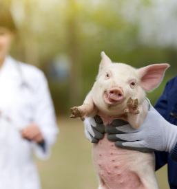 Veterinar Slovenske Konjice