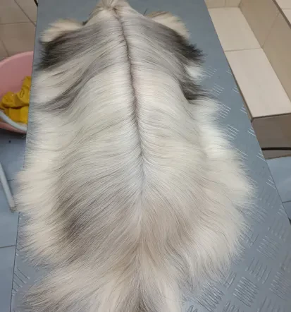 Najboljši pasji salon v Šentjurju, na Savinjskem