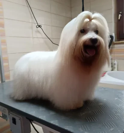 Pasji groomer Savinjska