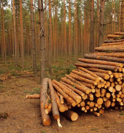 Odkup hlodovine, gozdarske storitve Slovenija
