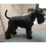 Pasji salon Asta Zoya