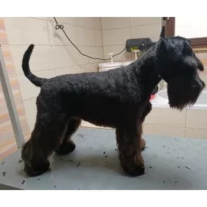 Pasji salon Asta Zoya