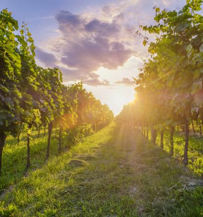 Prodaja mešanega belega vina Slovenija