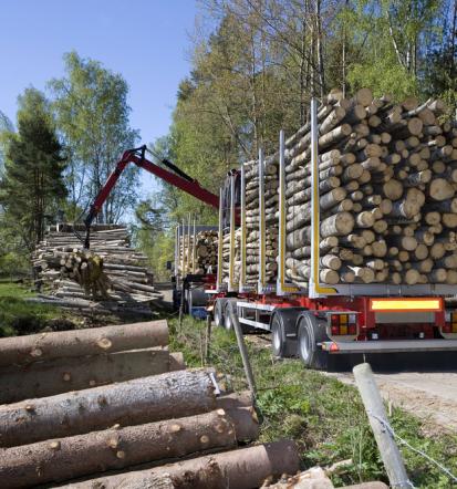 Posek in spravilom lesa Bela krajina, Dolenjska
