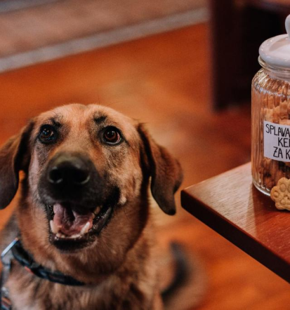 A pet-friendly accommodation Posavje