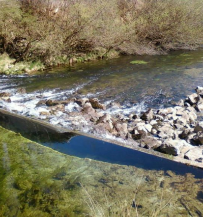 Ribič