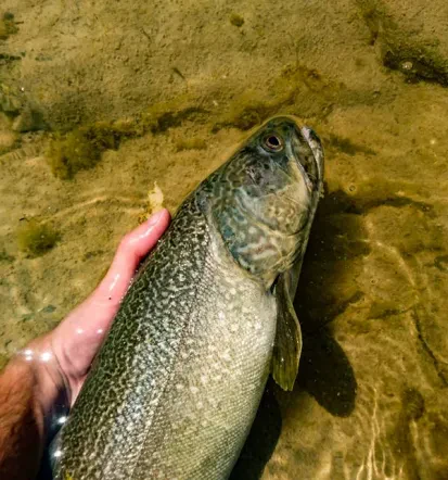 Ulovi ribičev Nova Gorica