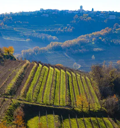 Degustacije vin Goriška Brda