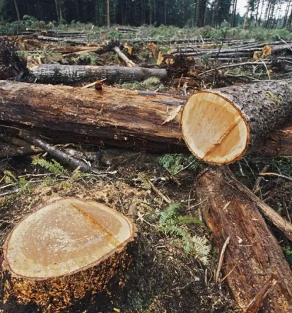 Vzdrževanje dreves Osrednja Slovenja
