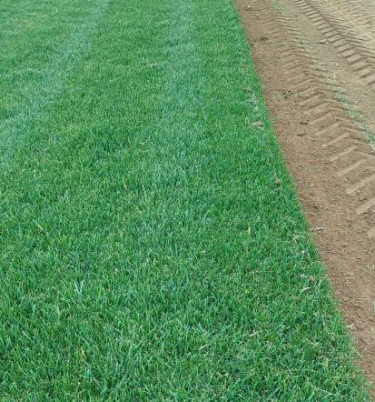 Travni tepih Prekmurje