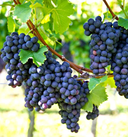 Bela in rdeča vina Primorska