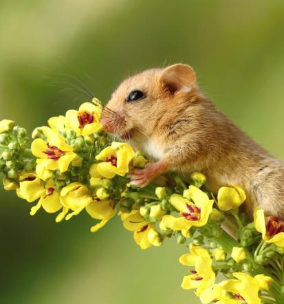 Vabljeni v Muzej Stari trg pri Ložu