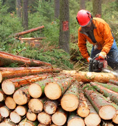Arboristika, sečnja in vzdrževanje dreves Kamnik