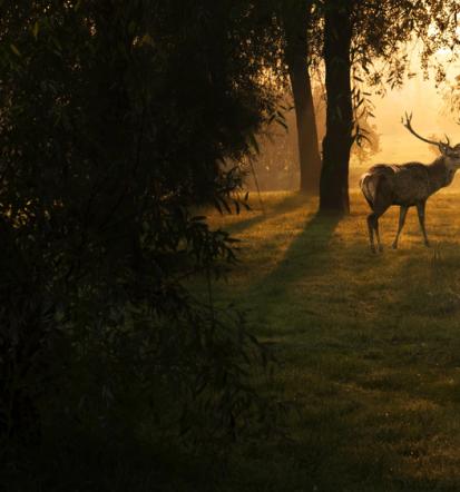 Muzej avtohtonih živalskih vrst Stari trg pri Ložu