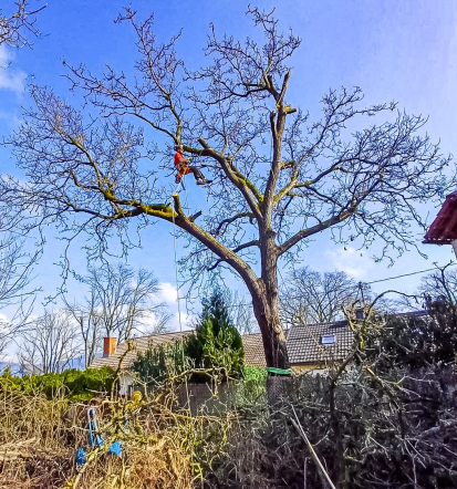 Vse o storitvah, arboristika in čiščenje žlebov, Slovenija