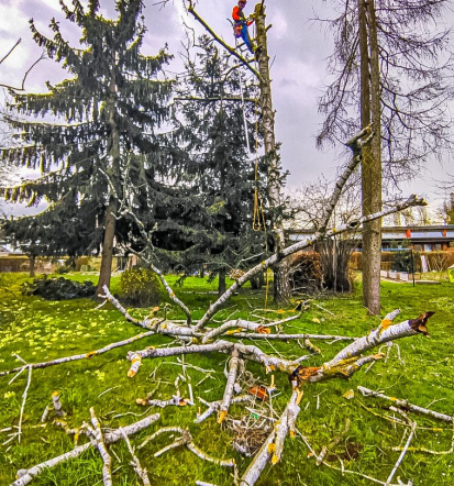 Arboristika in čiščenje žlebov, Slovenija, rešitev za vaš dom in drevesa
