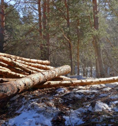 Posek in spravilo lesa Koroška