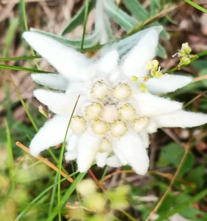 Planika