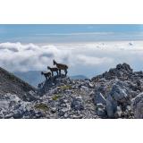 Barbara Slana Drnovšek - sobodajalka