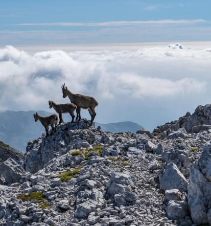 Iščete nastanitev blizu Velike planine? Oddajanje sobe Stahovica, Gorenjska